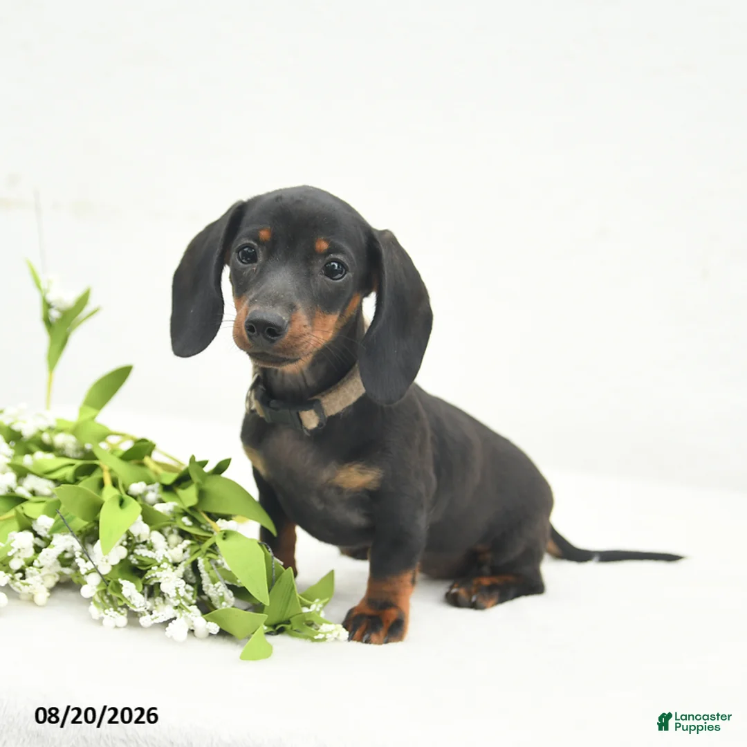 Miniature Dachshund dogs for sale: Lucy Lu - Ad 2