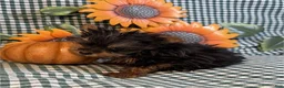 Yorkshire Terrier dogs for sale: Teacup/Pocketbook Yorkshire Terrier 1 - Ad 1
