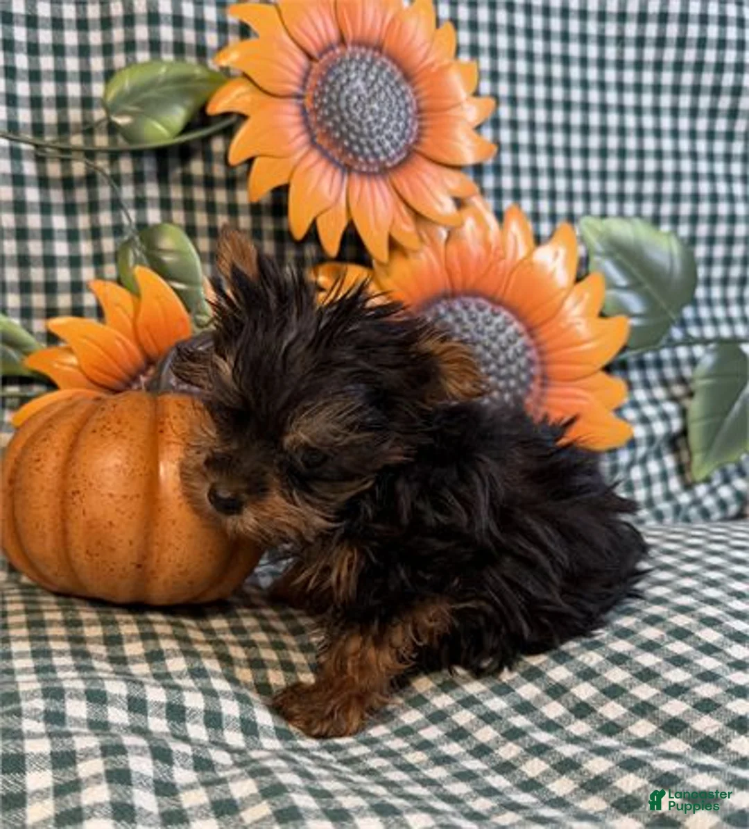 Yorkshire Terrier dogs for sale: Teacup/Pocketbook Yorkshire Terrier 1 - Ad 1