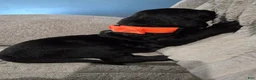 Mixed Breed dogs for sale: Orange  - Ad 15