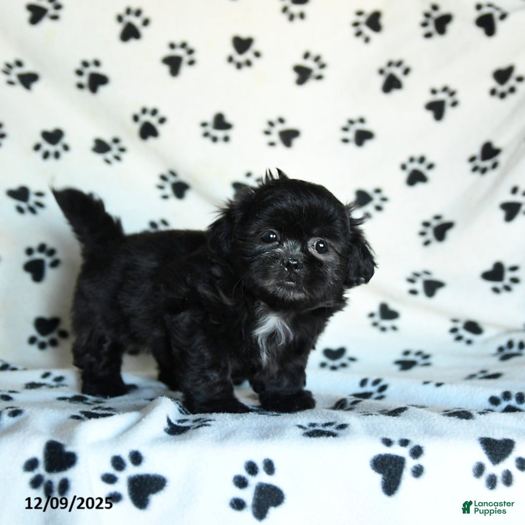 Shih Tzu dogs for sale: Noel - Ad 5