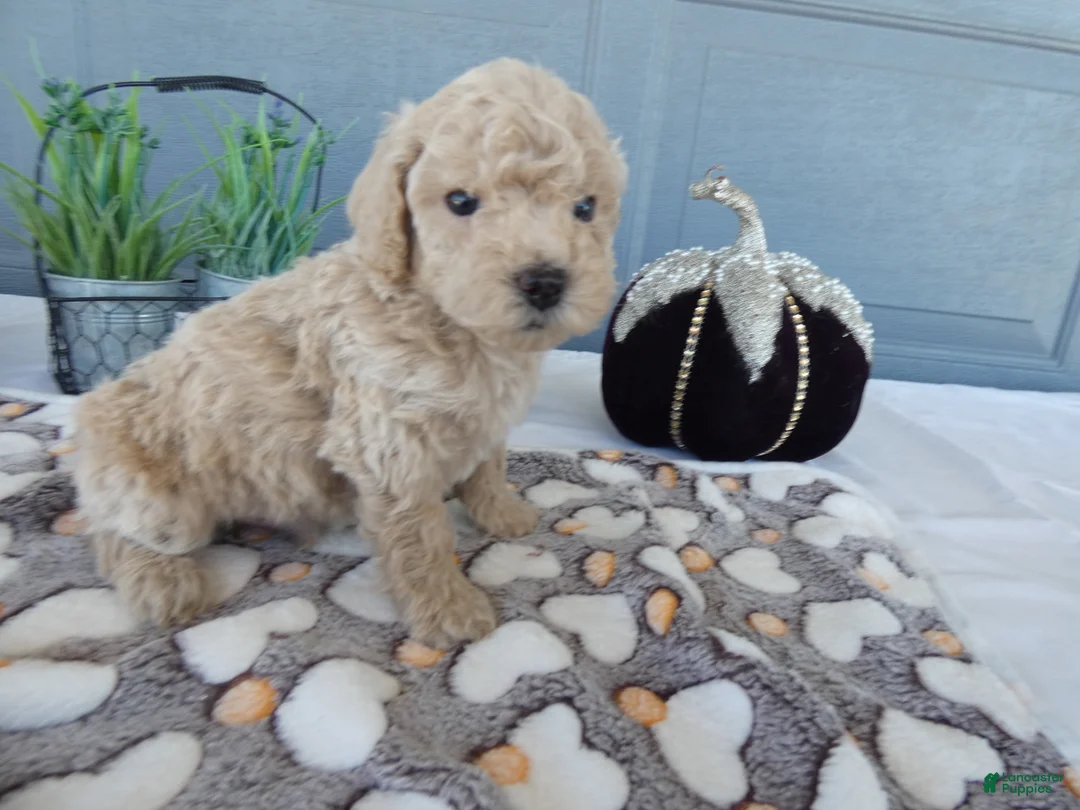 Toy Poodle dogs for sale: Toy Poodle 1 Oscar - Ad 2