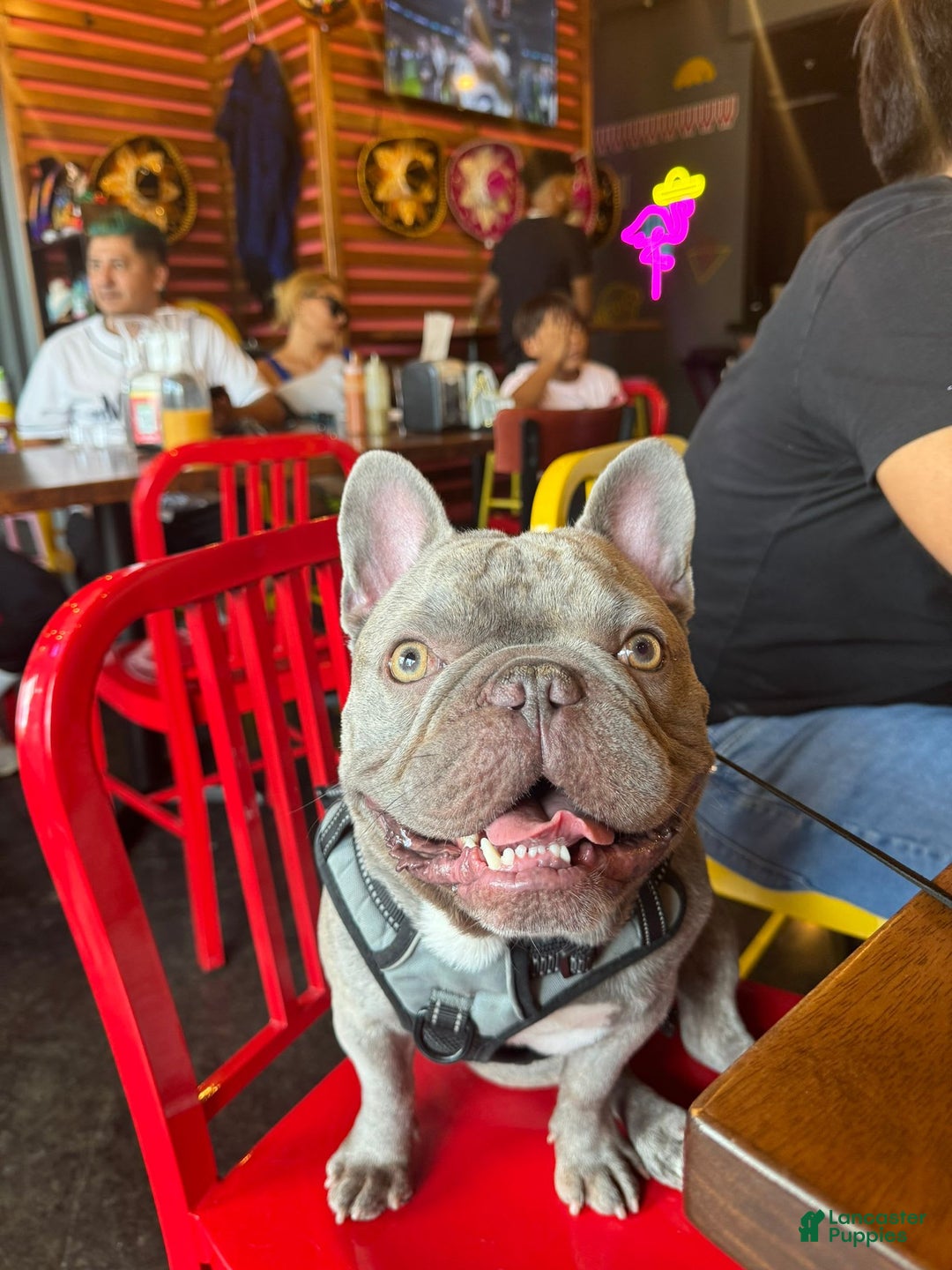 Gallery Image {{count}}