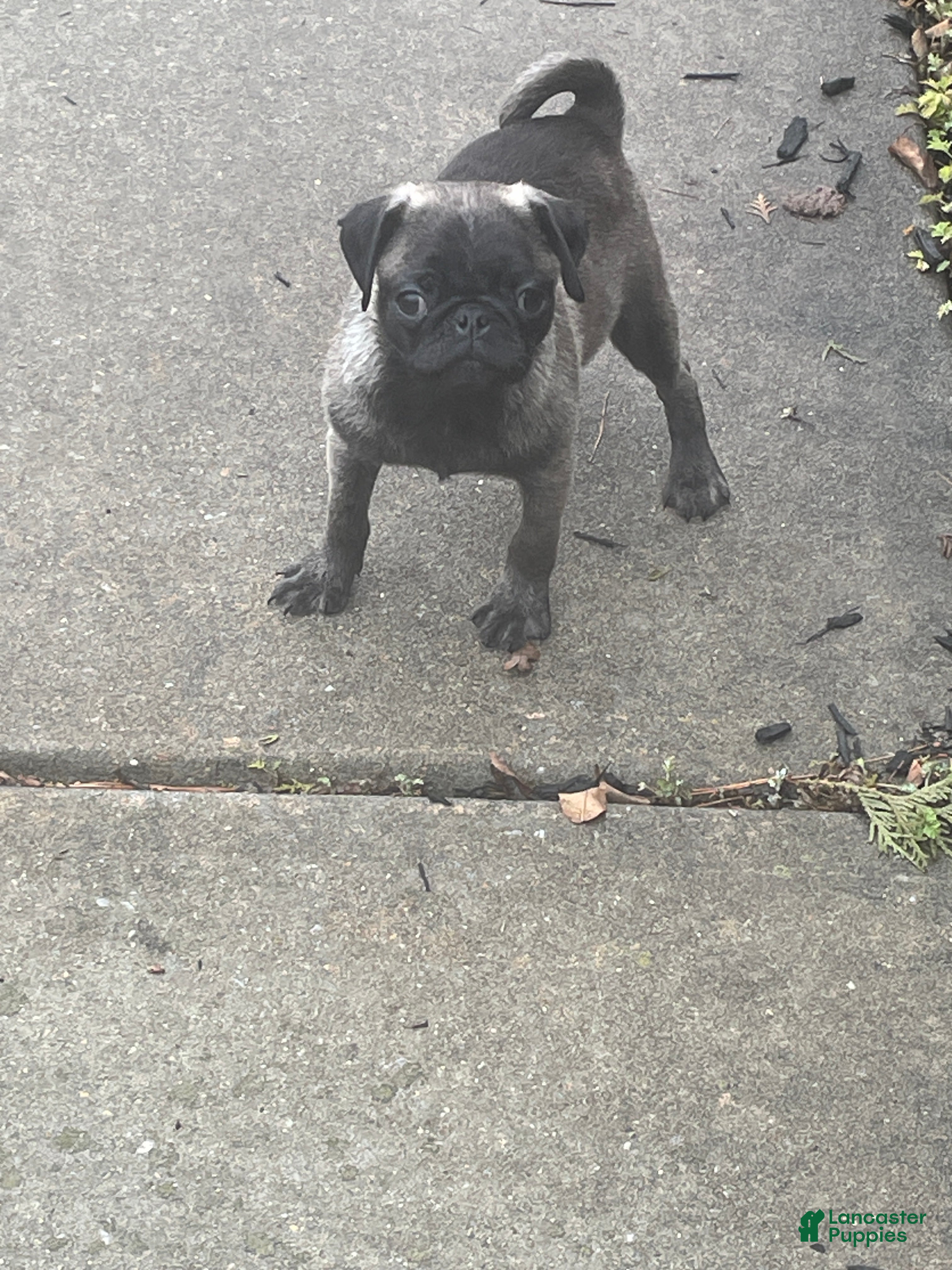 Pug dogs Peanut  - Ad 2