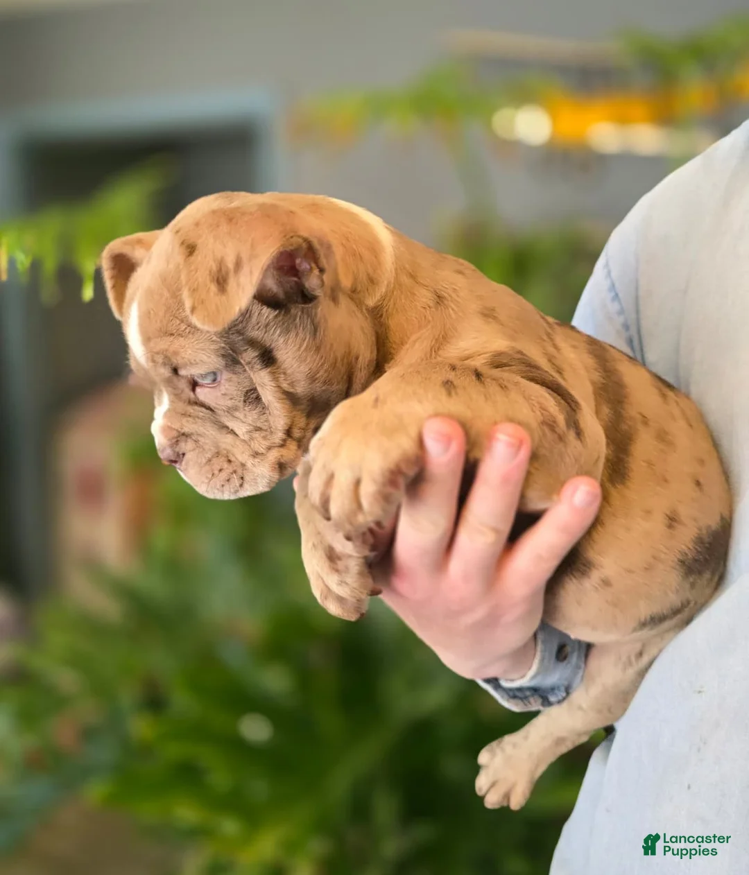 American Bully dogs for sale: Lucy - Ad 11