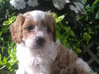 Cavapoo dogs for sale: Dixie - Ad 3