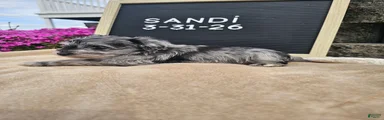 Sandi