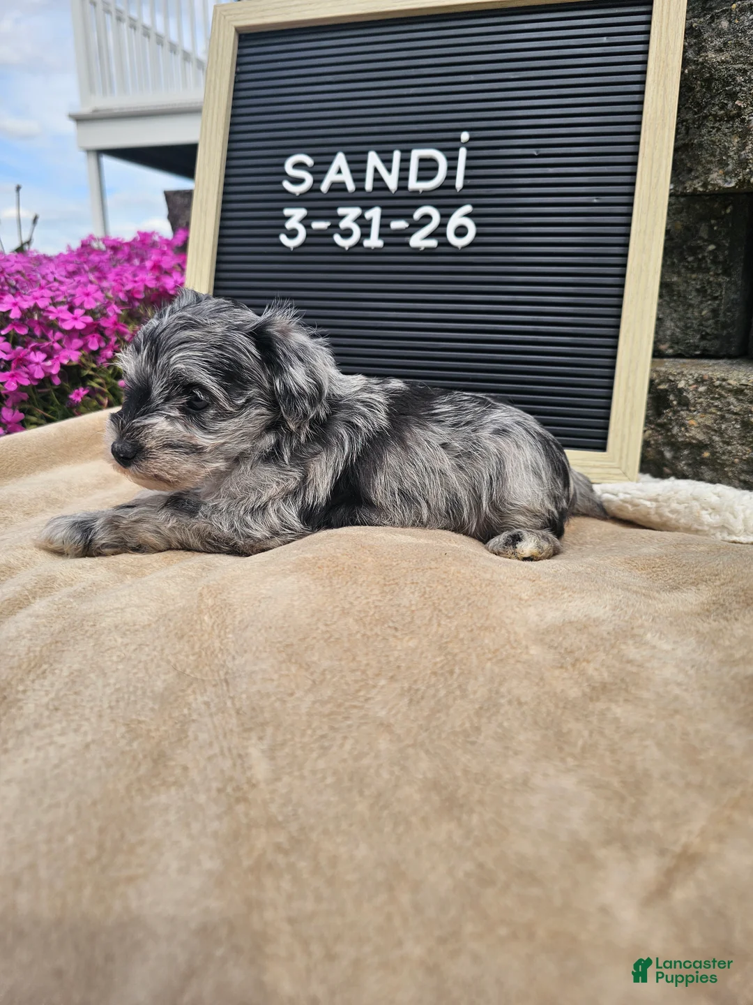 Miniature Schnauzer dogs for sale: Sandi - Ad 1