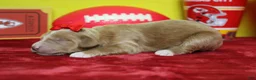 Goldendoodle dogs for sale: Firefly  - Ad 7