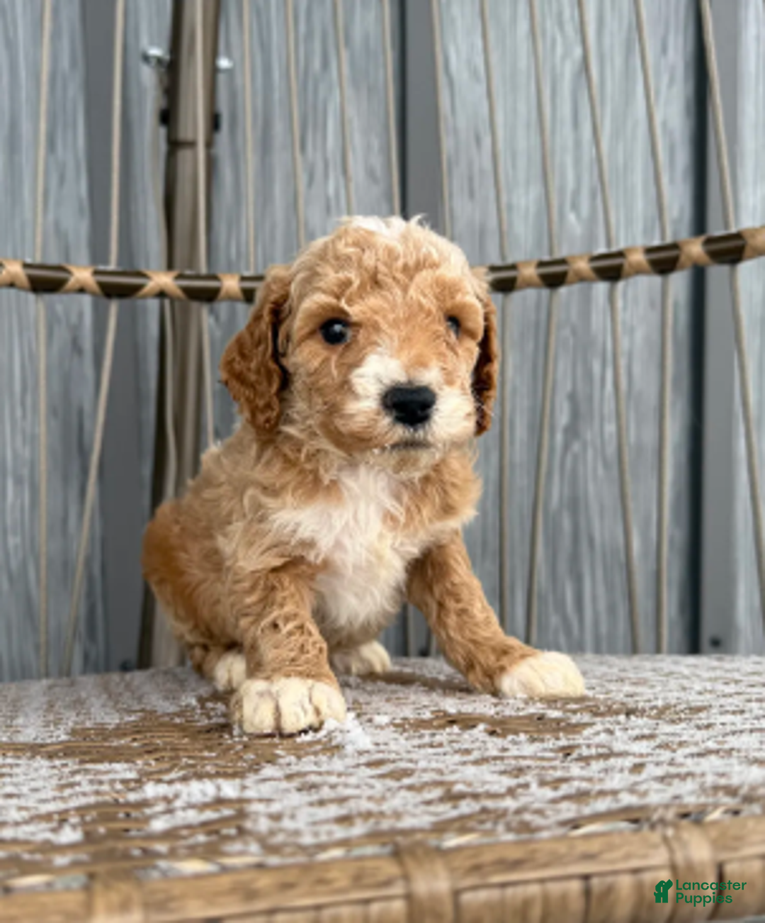 Miniature Poodle dogs for sale: Jack - Ad 4
