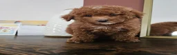 Mini Goldendoodle dogs for sale: Gala - Ad 4