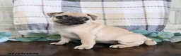 Pug dogs for sale: Kaylee - Ad 3