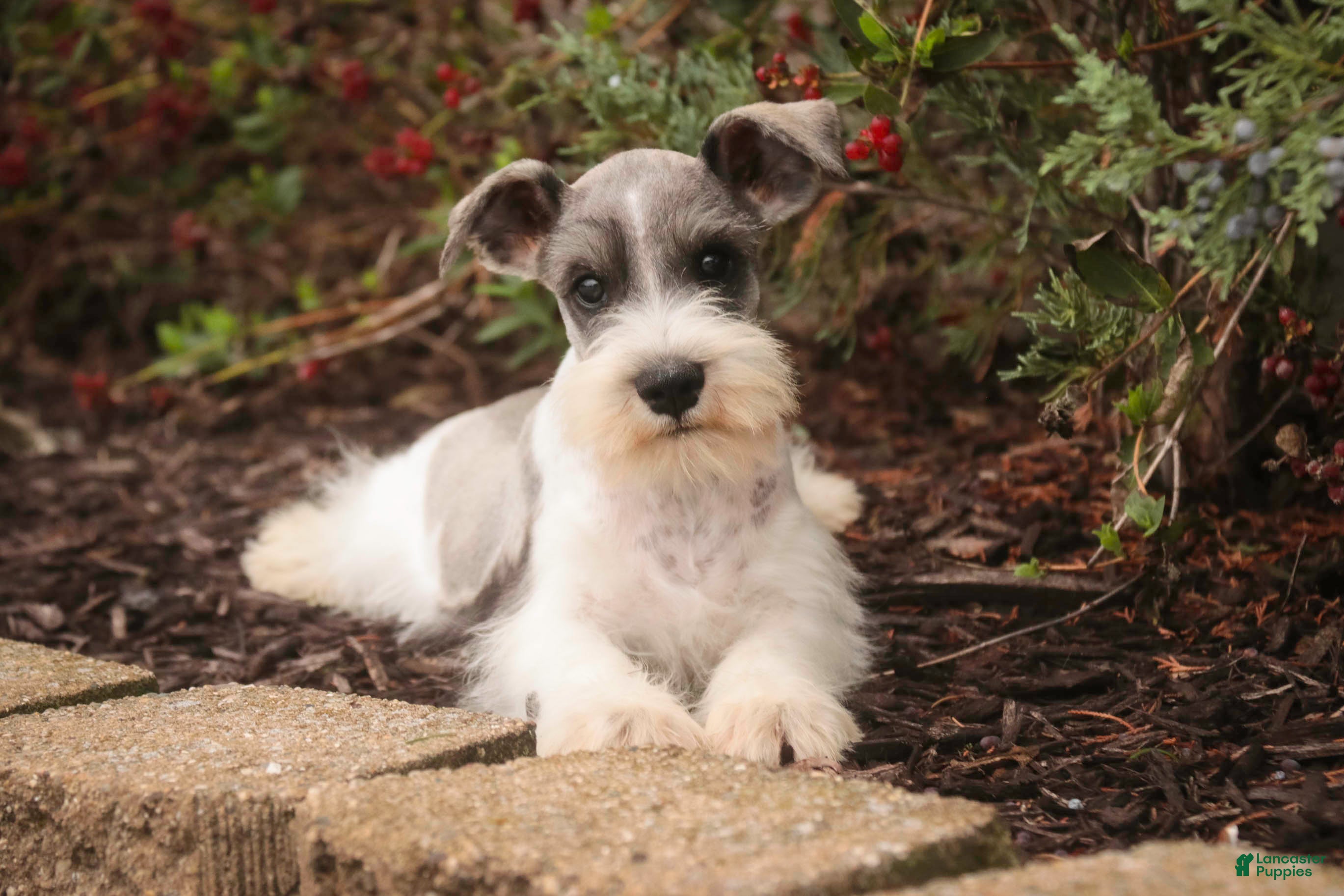 Miniature Schnauzer dogs Quinn Miniature Schnauzer  - Ad 1