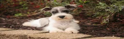 Miniature Schnauzer dogs for sale: Quinn Miniature Schnauzer  - Ad 7