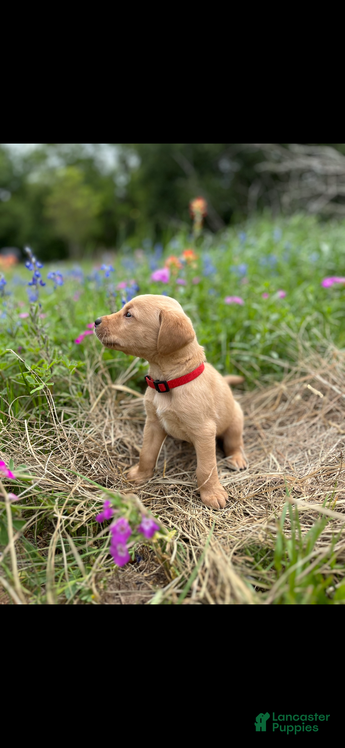 Labrador Retriever dogs  Puppy 2 - Ad 22