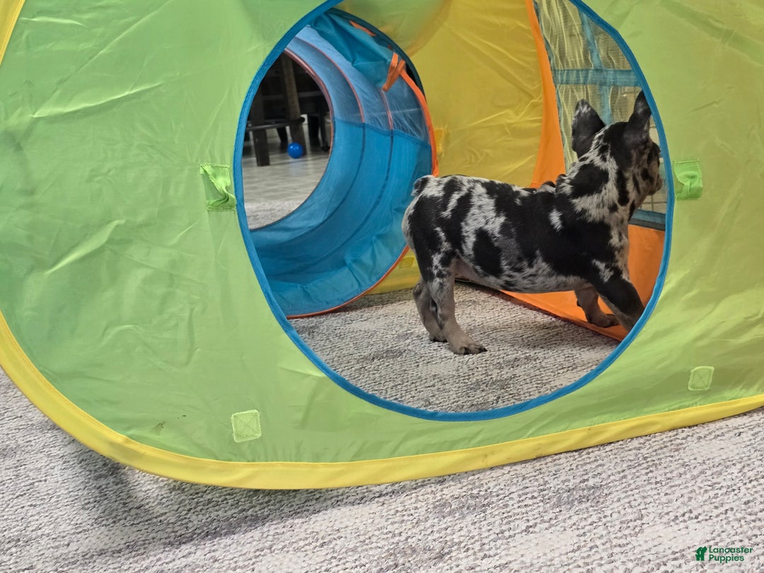 French Bulldog dogs for sale: Wonda - Ad 8