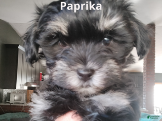 Havanese dogs Paprika - Ad 12