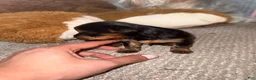 Yorkshire Terrier dogs for sale: Yorkshire Terrier Puppy 1 - Ad 4