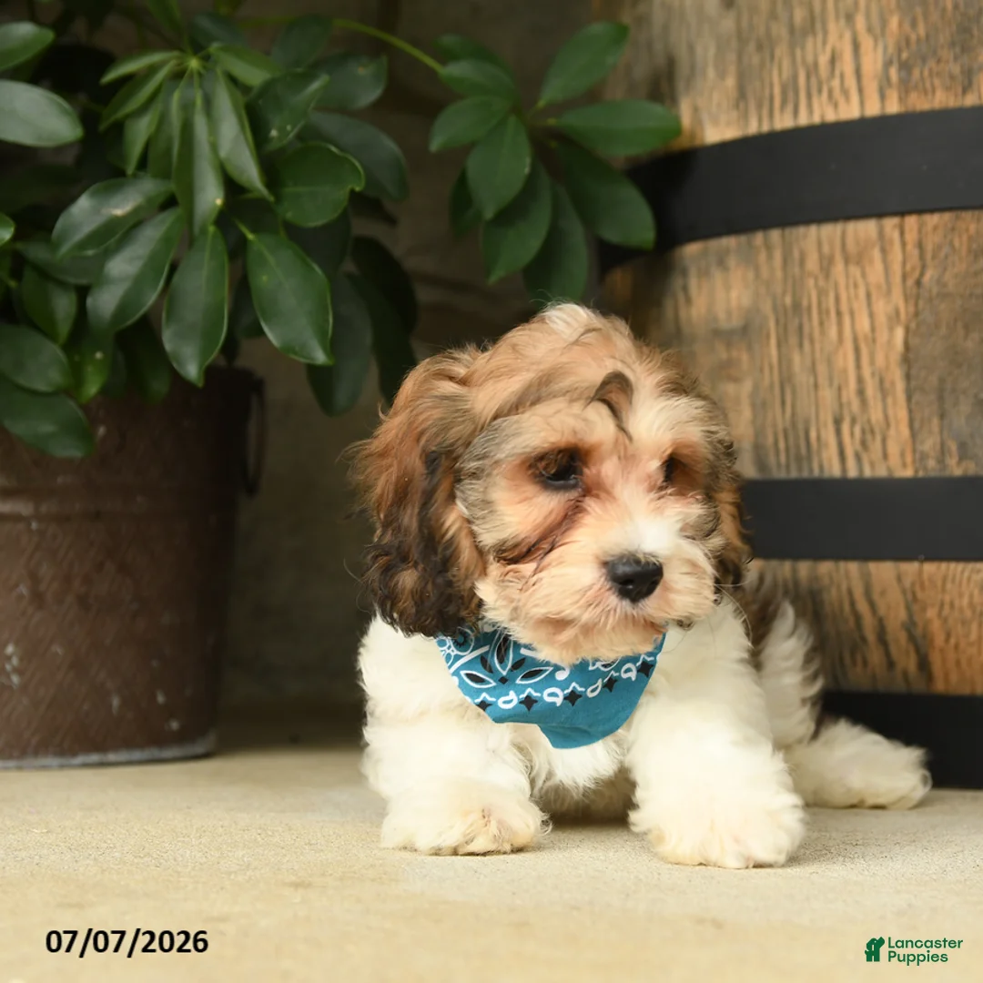 Cavachon dogs for sale: Tinker - Ad 2
