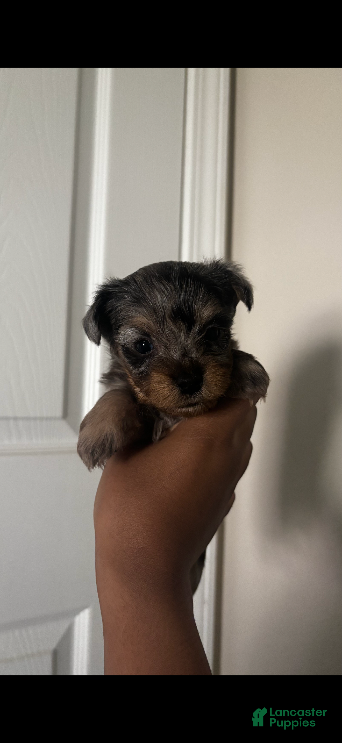 Yorkshire Terrier dogs Tank  - Ad 2