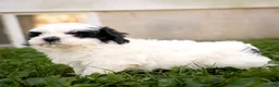 Teddy Bear dogs for sale: Veronica - Ad 3