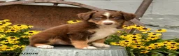 Australian Shepherd dogs for sale: Faith - Ad 5
