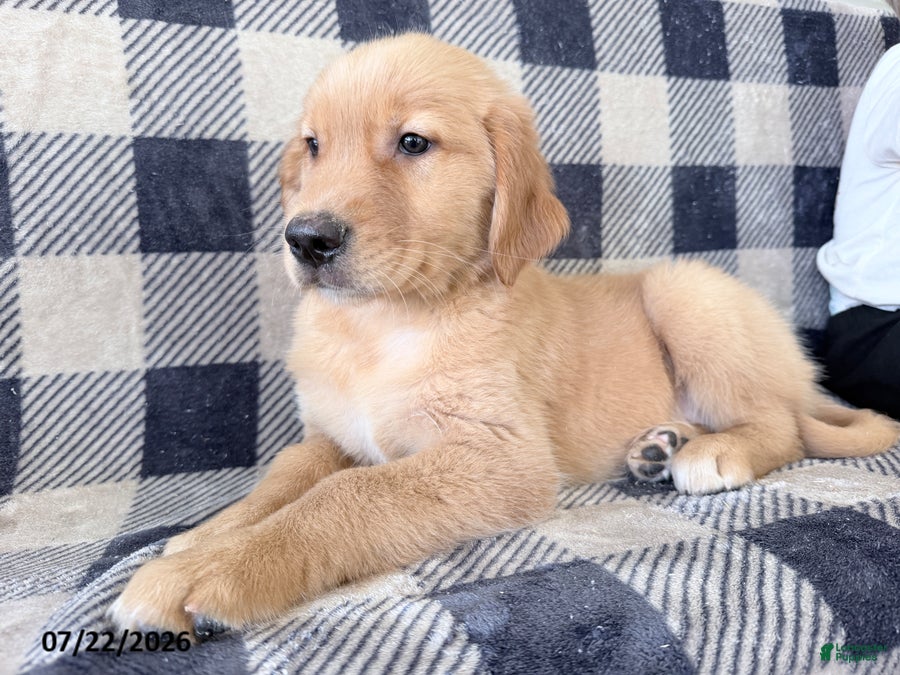 Golden Retriever dogs Destiny - Ad 2