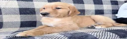 Golden Retriever dogs for sale: Destiny - Ad 2