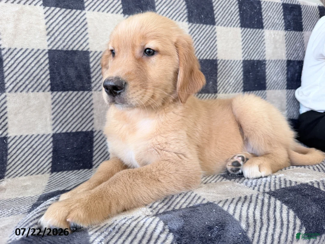 Golden Retriever dogs for sale: Destiny - Ad 2