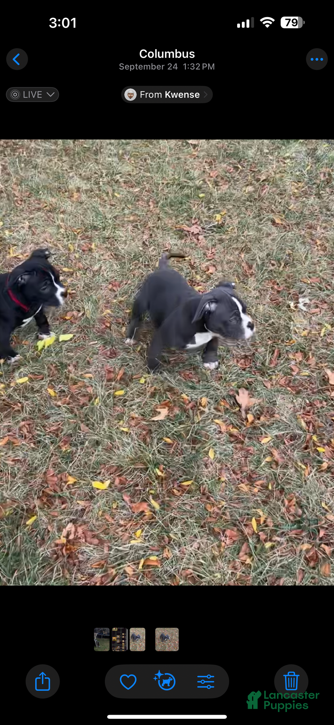 American Bully dogs for sale: Smoke  - Ad 2