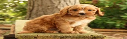 Cavapoo dogs for sale: Stella - Ad 3