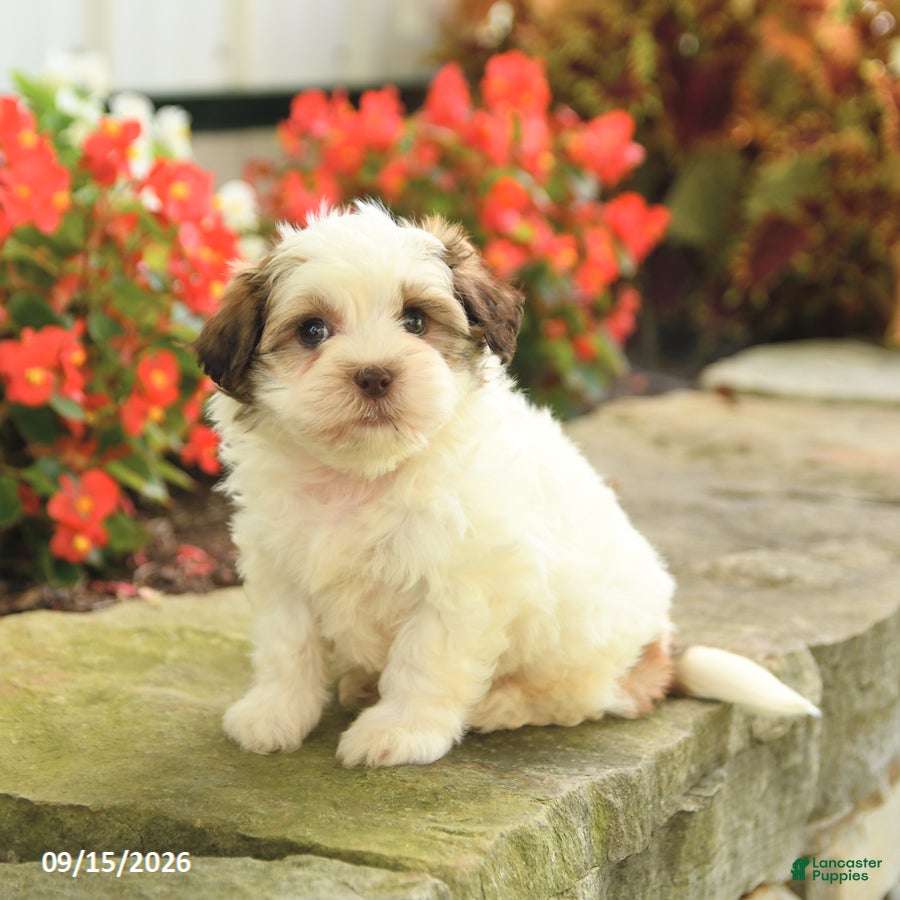 Teddy Bear dogs Julie  - Ad 2