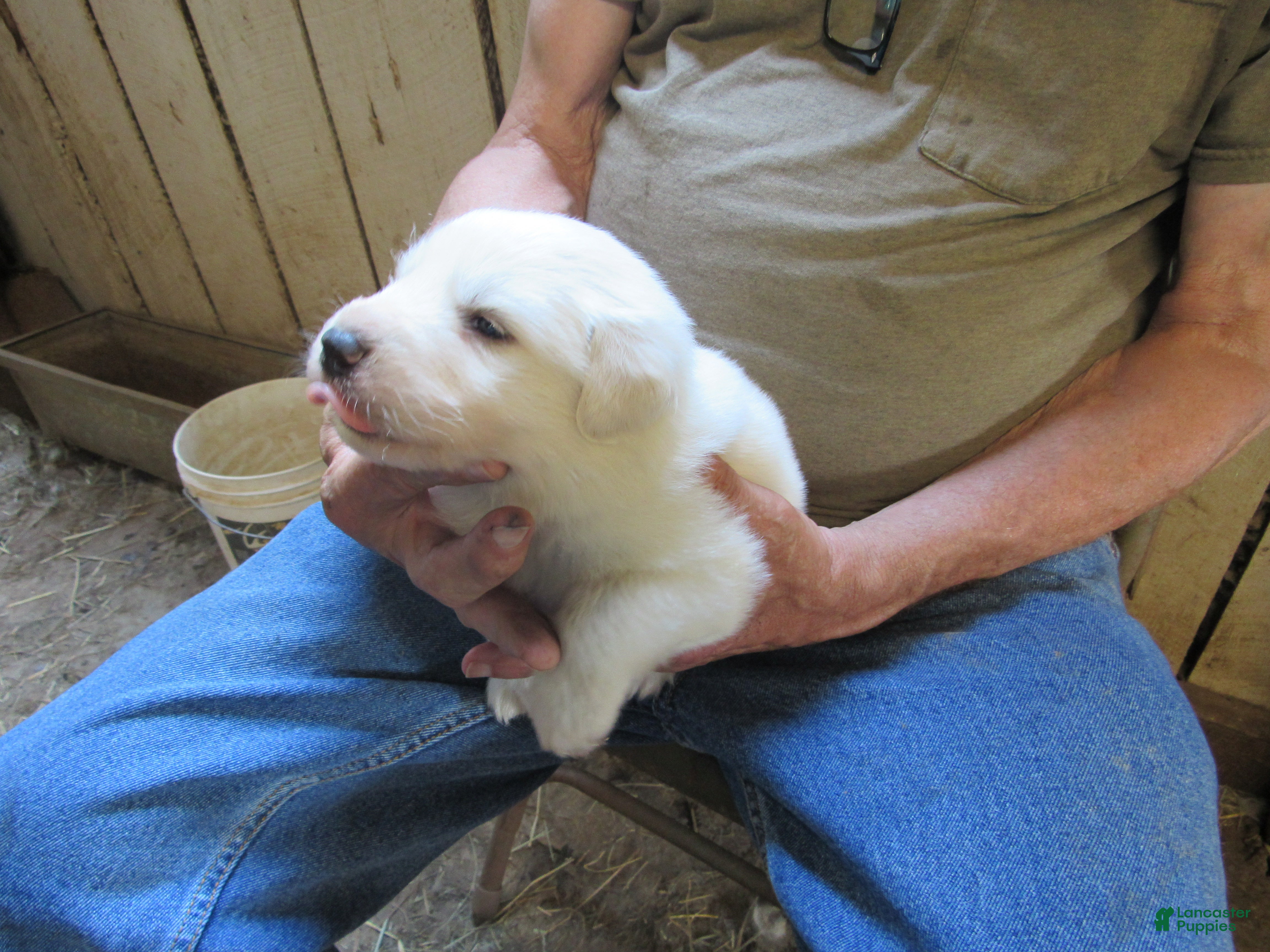 Great Pyrenees dogs Blue Collar Male Great Pyrenees Puppy  all white - Ad 1