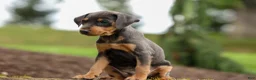 Miniature Pinscher dogs for sale: ANDREW - Ad 11