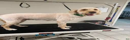 Goldendoodle dogs for sale: Miss Yellow - Ad 8