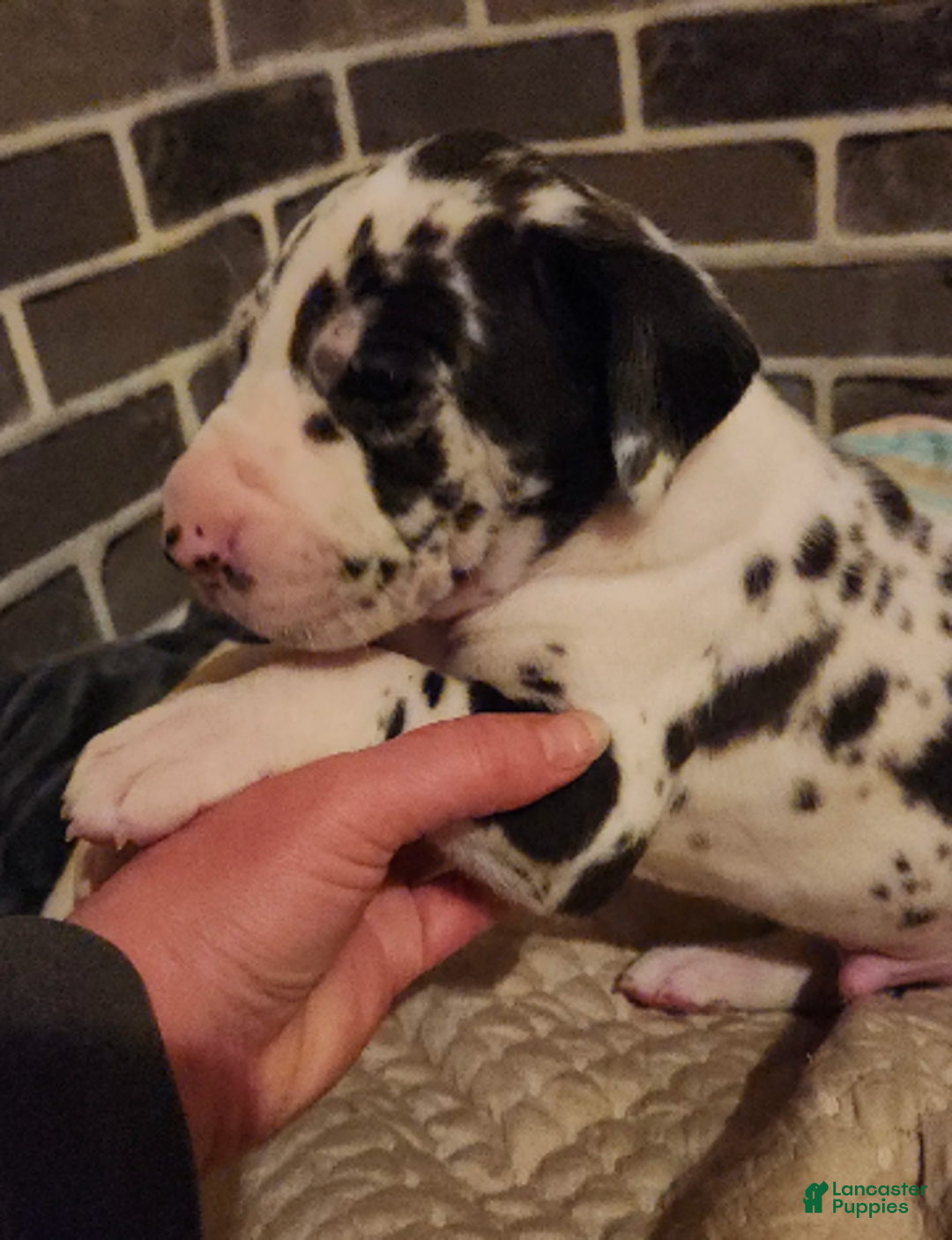 Great Dane dogs for sale: CH European Harl #1 - Ad 4
