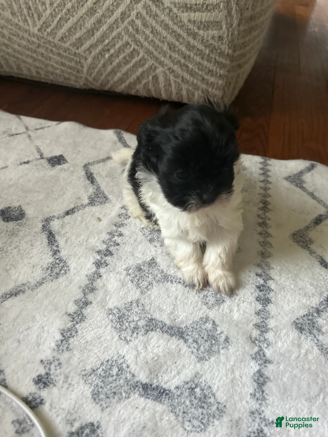 Shihpoo dogs for sale: Dreamy - Ad 1