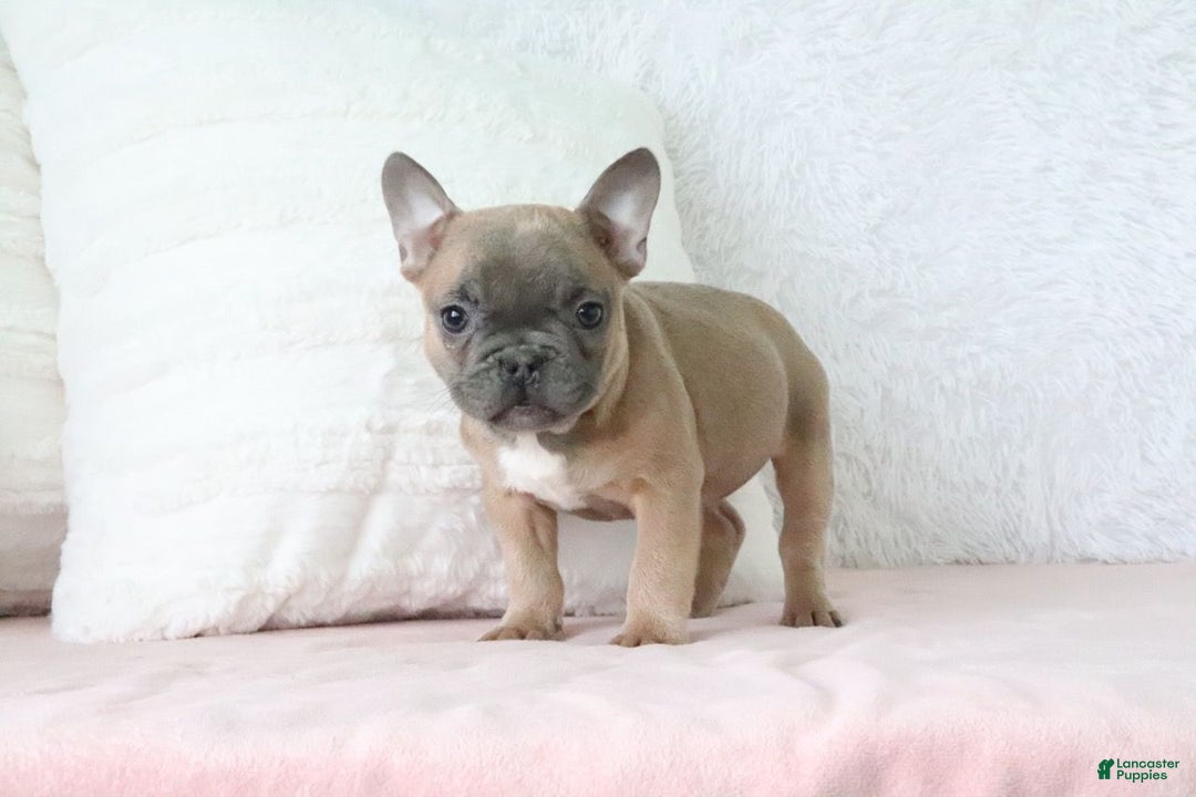 French Bulldog dogs for sale: Sally - Ad 2