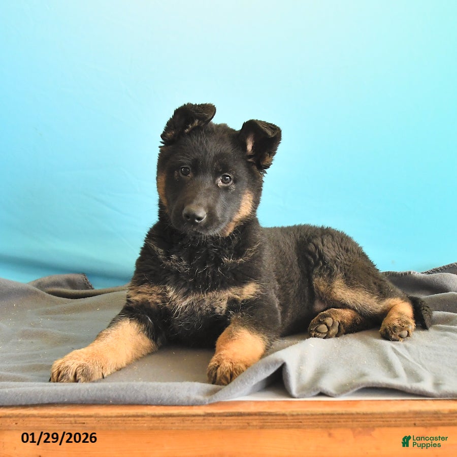 Gerberian Shepsky dogs Reva - Ad 2