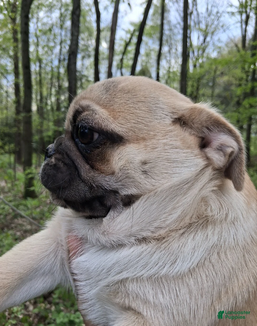 Pug dogs for sale: Buck Male - Ad 2