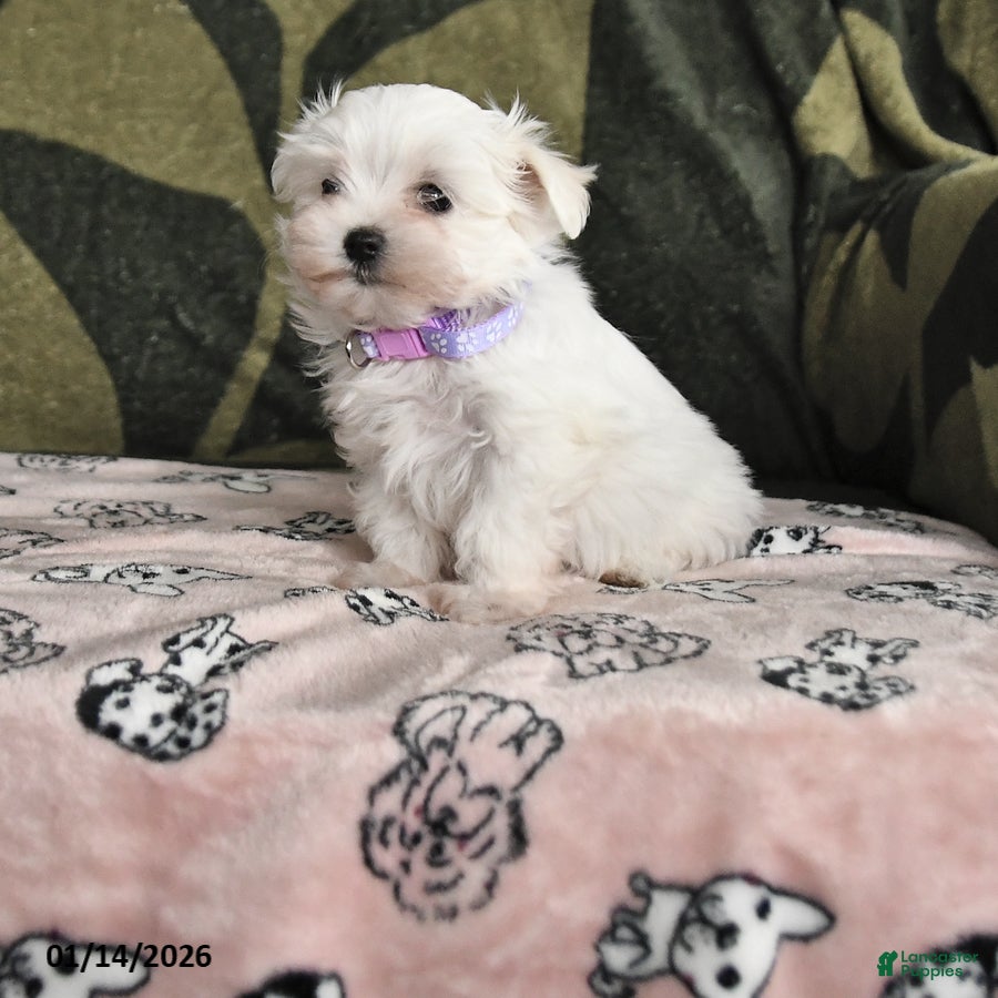 Maltese dogs Ida - Ad 9