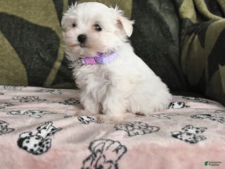 Maltese dogs Ida - Ad 24