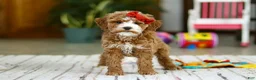 Mini Goldendoodle dogs for sale: Rachel - Ad 2