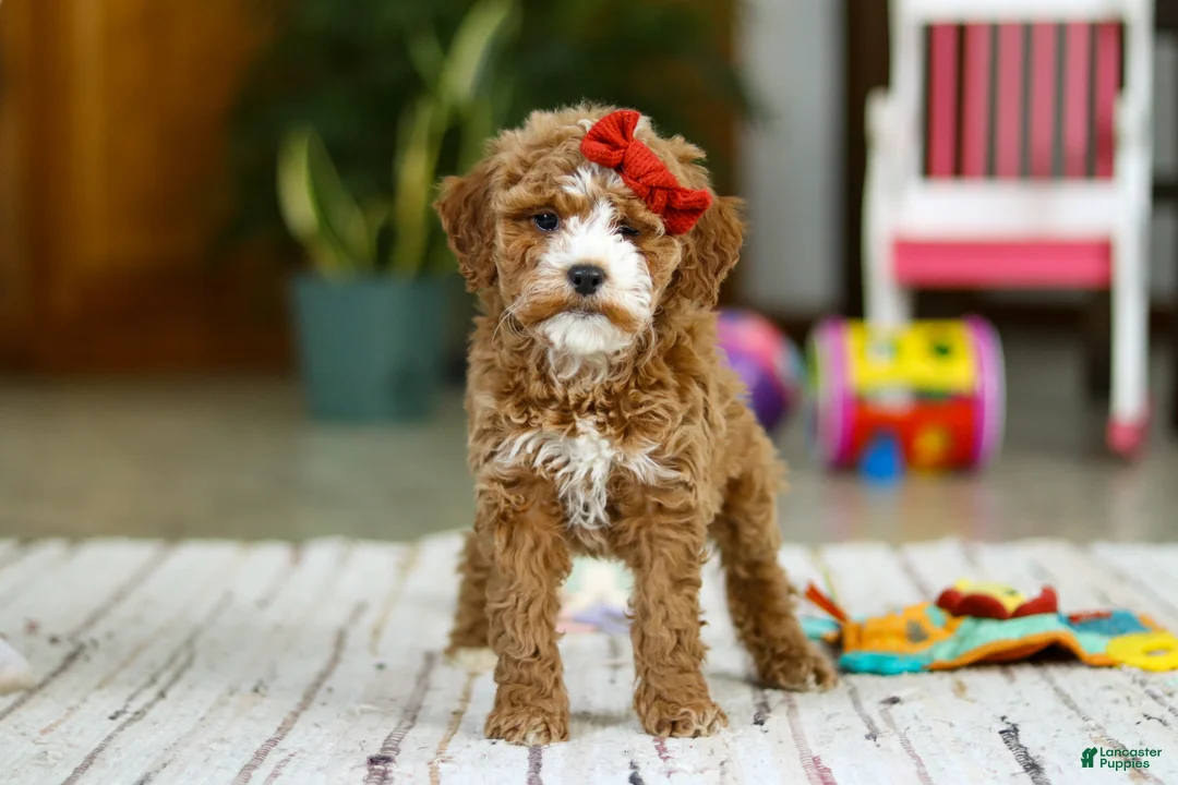 Mini Goldendoodle dogs for sale: Rachel - Ad 2