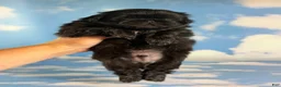 Pekingese dogs for sale: AKC JET DNA OFA  - Ad 1