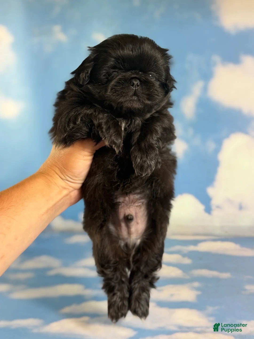 Pekingese dogs for sale: AKC JET DNA OFA  - Ad 1