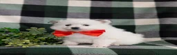 Pomeranian dogs for sale: Marlow - Ad 5