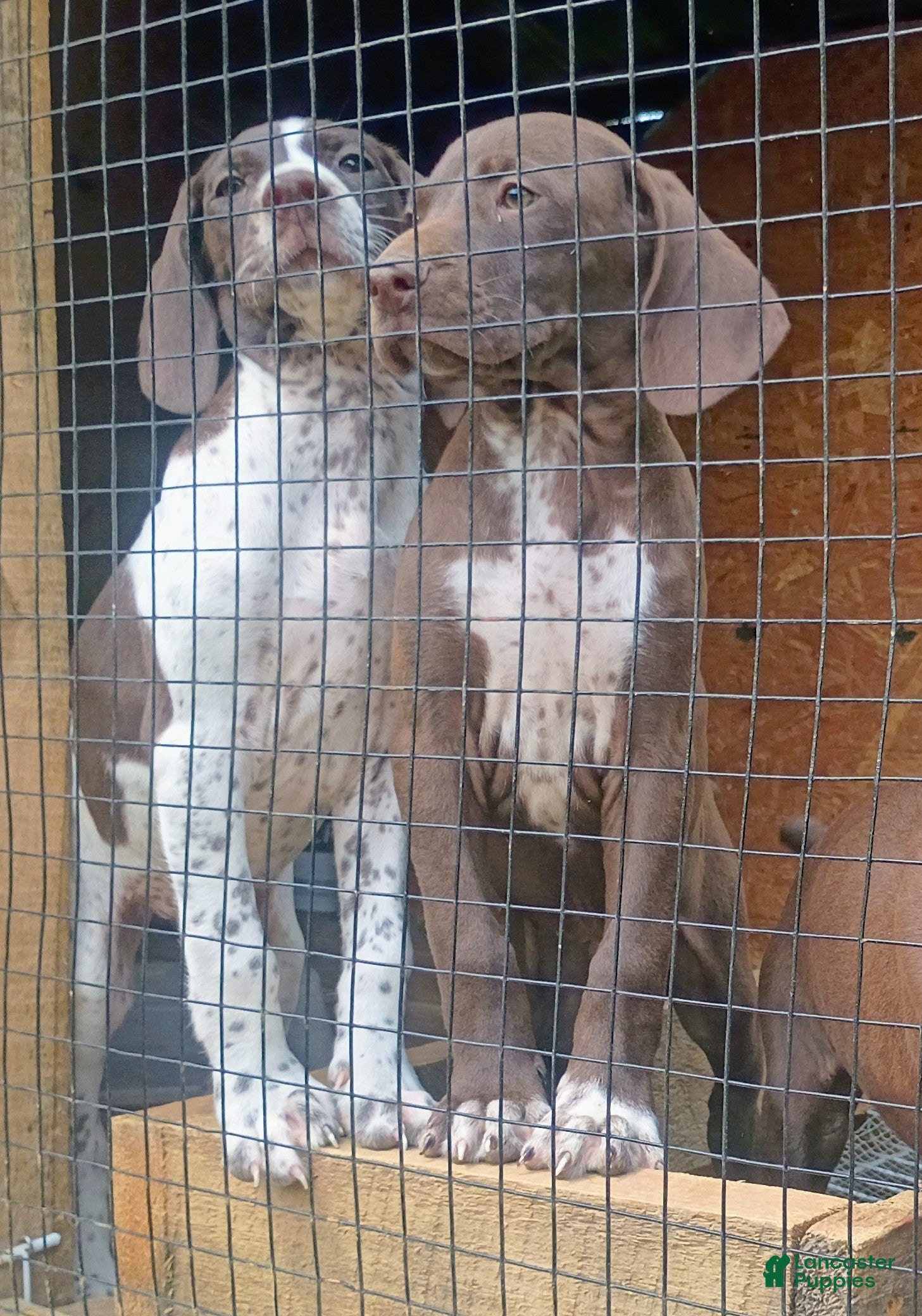 German Shorthaired Pointer dogs German Shorthaired Pointer 1 - Ad 38