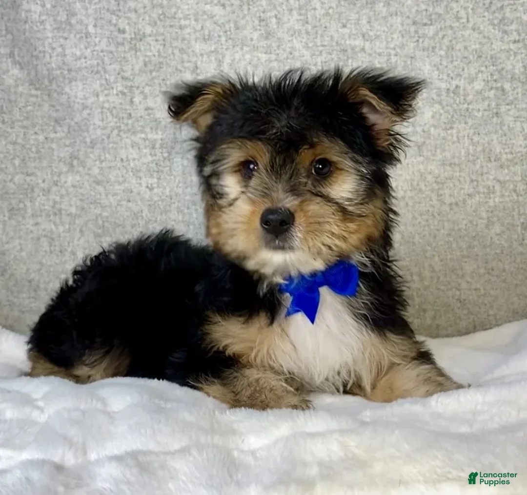 Yorkshire Terrier dogs for sale: Jasper - Ad 6