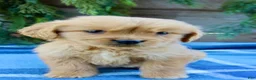 Golden Retriever dogs for sale: Tiny Timmy  - Ad 1